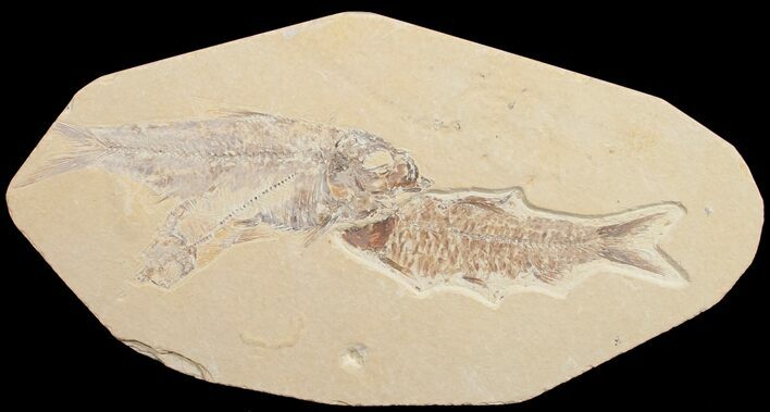 Knightia Fossil Fish Plate #10896